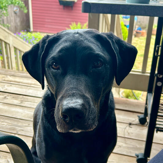 Molly Bear! Molly Bear!